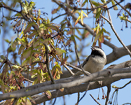 Black Capped Chickadee